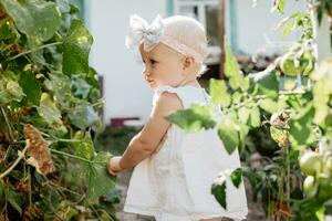 Little toddler girl with white hair blonde collects crop of cucumbers on greenhouse in summer. Yellowed withered leaves of cucumbers. last crop of fresh vegetables in beds at end of summer. Helthy organic eating for kid photo