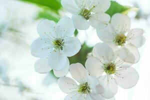 White with pink flowers of the cherry blossoms on a spring day in the park photo