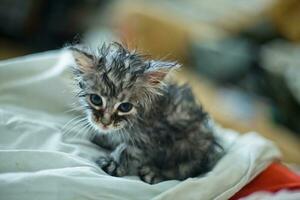 Wet soggy scared kitten after bath. Animal hygiene. Destruction of parasites. Treatment from fleas. photo