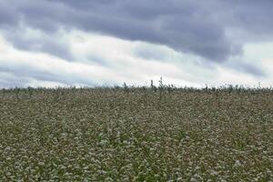 campo de alforfón en un antecedentes de un Tormentoso cielo. alforfón, fagopyrum esculento, japonés alforfón y casco plateado alforfón floreciente en el campo. de cerca flores de alforfón foto