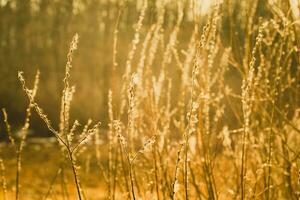 Willow branches with buds are illuminated by the rays of the setting sun photo