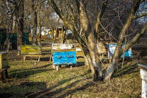 Beehives in the garden among the trees in early spring among primroses. Garden trees without leaves. First spring flight of over wintered Bees. photo