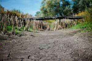 bottom of dry lake. Reeds along dry lake. Dry reeds by lake. Ukraine without water. photo