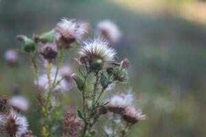 seco inflorescencias y mullido semillas cardo flor en un verde antecedentes. medicinal planta ecológicamente limpiar área. floral antecedentes. foto