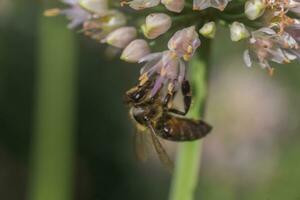 The honey bee collects pollen and nectar from a white flower of a decorative Allium. photo