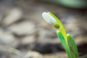 Galanthus, snowdrop three flowers against the background of trees. photo