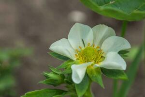 Beautiful white strawberry flower in the garden. The first crop of strawberries in the early summer. Natural background. photo