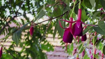 Fuchsie Rufus Blume im Natur video