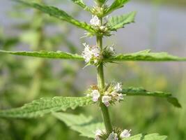 Lycopus europaeus, gypsywort, gipsywort, bugleweed, European bugleweed and water horehound are green, like sprinkled plants growing near lakes. Honey and medicinal plants in Europe. drug plants photo