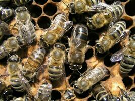 un denso racimo de enjambres de abejas en el nido. trabajando abejas, drones y útero en un enjambre de abejas. miel abeja. acumulación de insectos foto