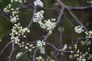Sick cherry tree flowers in spring. Cherry branches with flowers photo