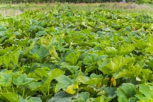 Vegetable garden with pumpkin beds. Many pumpkin plants on the field. photo