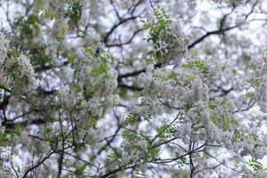 Branches of lush spring blooming white flowers tree acacia. Blooming clusters of acacia. Honey spring plant. Collect nectar. Plant with healthy and delicious honey. photo