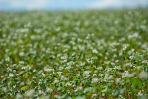 campo de alforfón en un antecedentes de un Tormentoso cielo. alforfón, fagopyrum esculento, japonés alforfón y casco plateado alforfón floreciente en el campo. de cerca flores de alforfón foto