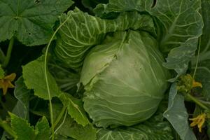 Brassica oleracea, Background of cabbage, headed cabbage leaves. Dew drops on a leaf of cabbage. Green juicy color of the plant. photo