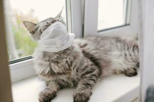 cat in protective face mask near window of house. cat is quarantined in medical mask during illness. Treatment of sick animals. photo