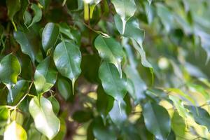 el hojas de el planta ficus Benjamín cerca el la carretera. antecedentes con joven verde hojas foto