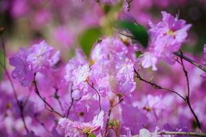 arbusto de floración azaleas en contra un antecedentes de arboles en un azul bruma. foto