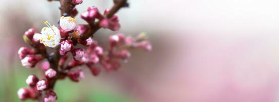 A peach blooming in the spring. Beautiful pink flower on a tree branch. A gentle spring background with sun rays and a blurred background with a copy space photo