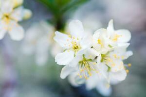 Flowers of Cherry plum or Myrobalan Prunus cerasifera blooming in the spring on the branches. photo