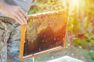 Frame with an old darkened wax in the hands of a beekeeper on apiary in summer. photo