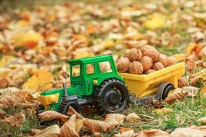 Green tractor carries nuts in the back. Toy tractor with a crop of ripe walnuts. Autumn photophone. photo