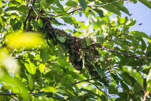 swarm of bees on a tree branch. small bee swarm on a cherry branch in the garden near the apiary. photo