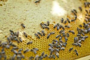 Honeycomb frame set up by bees, with lack of space for honey. Self-built insect waxed. family in the beehive. Bees in a hive on built-in wax. Honey frame. photo