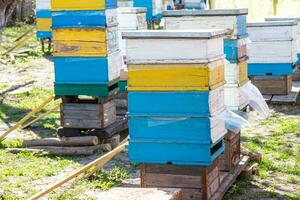 antiguo multicasco urticaria en colmenar en primavera. preparando abejas para verano miel cosechas tablones para abejas ese no hacer eso a verano. mejorando abeja urticaria foto