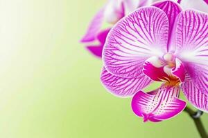 Orchid flower. background. AI Generative Pro Photo