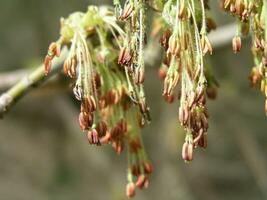 acer negundo caja mayor, boxelder arce, hojas de ceniza arce, y arce ceniza, un flor floreciente en temprano primavera. flor brote mayor, joven hojas y viejo, último años semillas miel plantas de Ucrania. foto