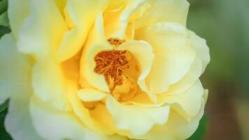 hermosa amarillo Rosa en arbusto en jardín. de cerca flor en contra antecedentes de puesta de sol. foto