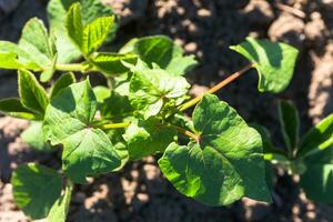 Buckwheat, Fagopyrum esculentum, Japanese buckwheat and silverhull buckwheat shoots with buds on field. photo