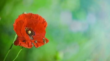 Papaver rhoeas, common, corn, Flanders, red poppy, corn rose, field is flowering plant poppy family Papaveraceae. Bees collect pollen from Papaver rhoeas. Honey plants Ukraine. photo