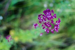 Purple flowers Origanum vulgare photo