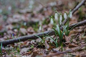 Galanthus, snowdrop three flowers against the background of trees. photo