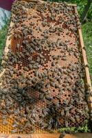 Frame with sealed bee brood. Frame with bees set. Honeybee family with drones on honeycombs with sealed honey. photo