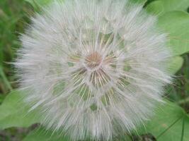 Tragopogon, goatsbeard or salsify is like a huge dandelion flowe photo