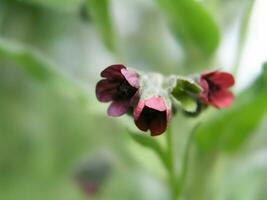 lengua de perro cinogloso oficial, boraginaceae flor. foto