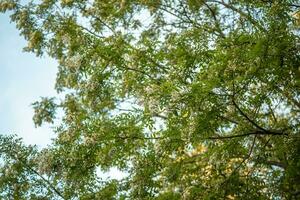 Branches with white flowers tree acacia Against blue sky. Blooming clusters of acacia. Honey spring plant. Branches of black locust, Robinia pseudoacacia, false acacia. Closeup, macro. Soft focus photo