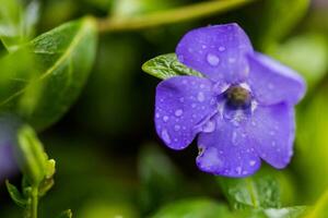 Purple Vinca, periwinkle flower. Natural background with spring flower. Periwinkle after the rain close-up. photo