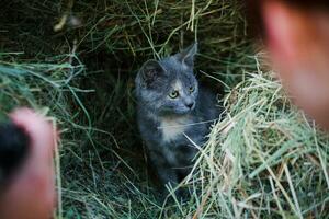 The cat hid in the straw. A frightened wild kitten hides from people. photo