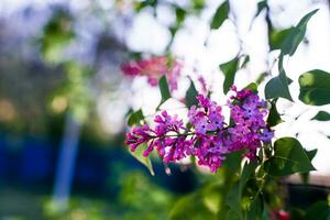 Lilac blooms. A beautiful bunch of lilac closeup. Lilac Flowering. Lilac Bush Bloom. Lilac flowers in the garden. photo