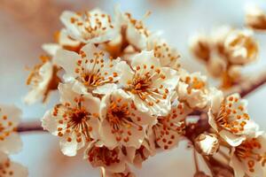 Flowers of Cherry plum or Myrobalan Prunus cerasifera blooming in the spring on the branches. Designer tinted in Orange. photo