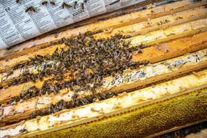 beekeeper pushes frame of chisel. Man supervises production of honey in bee. Visible wooden bee frames. Frames are covered with swarm of bees. photo
