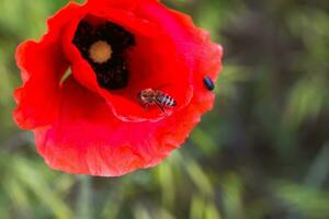 Bee climbs into poppy flower for nectar or pollen. The honey bee sits on poppy petal during honey collection. photo
