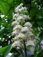 Horse chestnut White big flower in spring. Honey plants Ukraine. Collect pollen from flowers and buds horse chestnut. photo