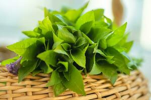 spring in the wild Mercurialis perennis, dog's mercury poisonous collected by an herbalist to prepare an emetic, ophthalmic and purgative elixir. used externally to treat menstrual pain, ear, and eye problems, warts, and sores photo