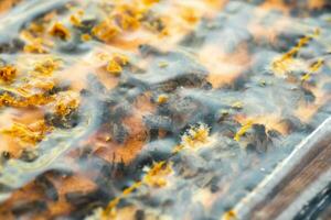 Inspection of bee families on apiary in spring in cold weather. Bees under film, on frame in nest. Beekeeping concept photo