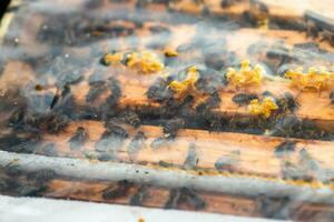 Inspection of bee families on apiary in spring in cold weather. Bees under film, on frame in nest. Beekeeping concept photo